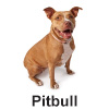 Pitbull