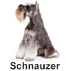 Schnauzer