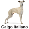 Galgo Italiano