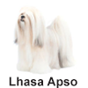 Lhasa Apso