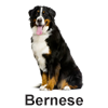 Bernese Mountain Dog