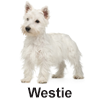 West Terrier