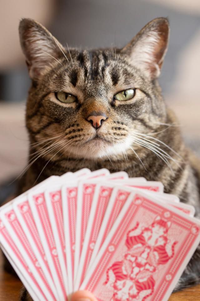 Baralho cartões de jogo oficiais do gato preto