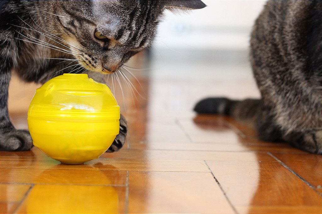 pista bola rolo para gatos  Dispensadores guloseimas alimentação