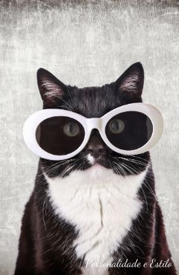 cat estilo