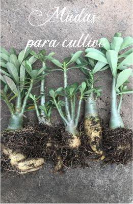 cultivo