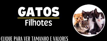 Gatos filhote