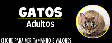Atalho gatos adultos