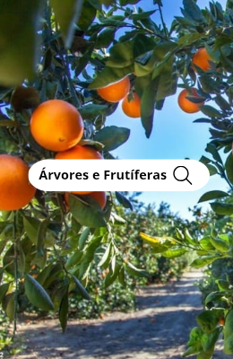 Arvores frutiferas