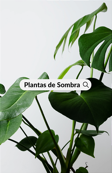 Plantas de Sombra - Flora