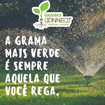 MUDAS DE GRAMAS DIRETO DA FAZENDA4