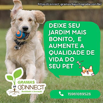 MUDAS DE GRAMAS DIRETO DA FAZENDA3