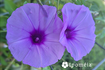 Ipoméia Cosméticos Naturais