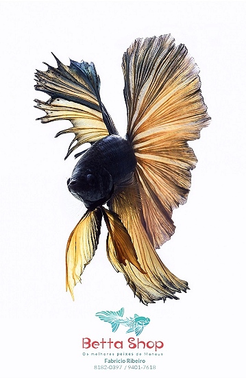 Betta Lateral