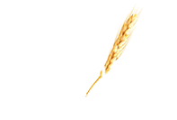 Editora Semeie Ltda
