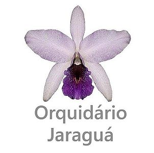 Orquídário Jaraguá