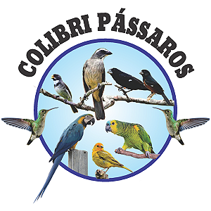 Colibri Pássaros