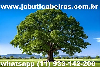 JABUTICABEIRAS 