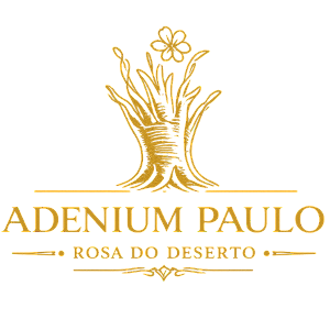 Adenium Paulo Rosas do Deserto