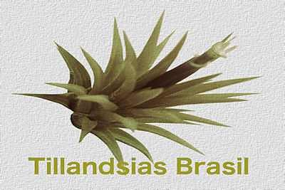 Tillandsias Brasil