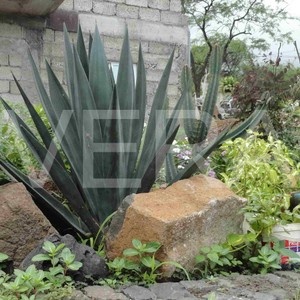 VERA - Jardinagem e Paisagismo