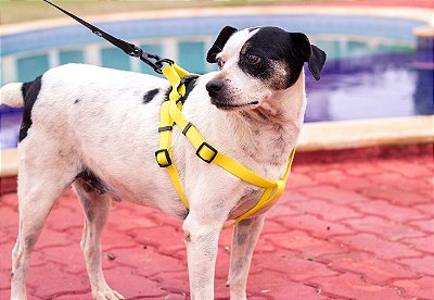 Peitoral Impermeável para Cachorros Amarelo
