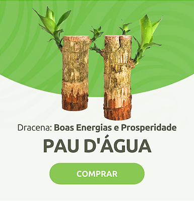 Pau D'Água