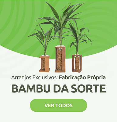 Arranjos com Bambu da Sorte