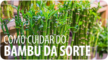 Como Cuidar do Bambu da Sorte