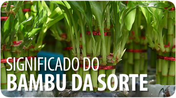 Significado do Bambu da Sorte