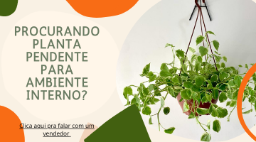 Planta ambiente interno