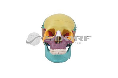 Crânio Colorido com Mandíbula móvel em 3 partes