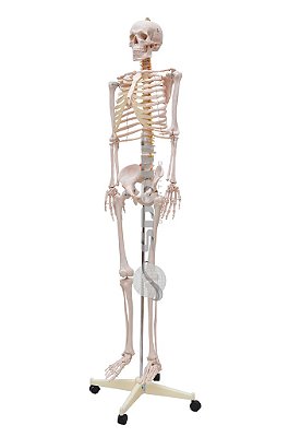 Esqueleto Humano Padrão de 1.70cm com Haste com suporte e rodas - MODELO SD-5000