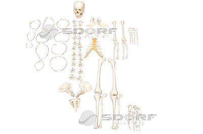 Esqueleto Humano Desarticulado