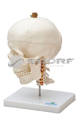Crânio com Mandíbula Móvel e Coluna Cervical