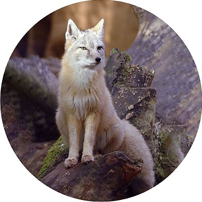 Capa para Estepe Pneu Personalizada Especial Crossfox Fox Raposa 5