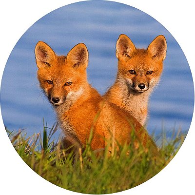 Capa Personalizada para Estepe Pneu Especial Crossfox Ecosport Fox Raposa 6