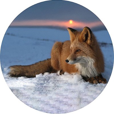 Capa Personalizada para Estepe Pneu Especial Crossfox Ecosport Fox Raposa 10