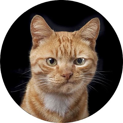 Capa Personalizada para Estepe Ecosport Crossfox Felino Gato Amarelo