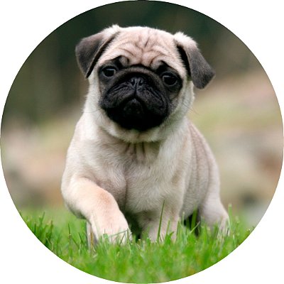 Capa Personalizada para Estepe Ecosport Crossfox Pug