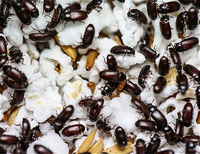 Start de Besouro do Amendoim