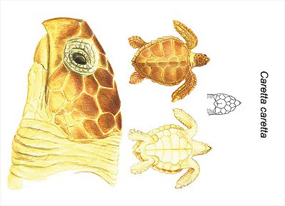 Ilustração Rosa Alves: Tartaruga cabeçuda (Caretta caretta)