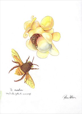 Ilustração Rosa Alves:  Abelha do gênero Euglossa sp