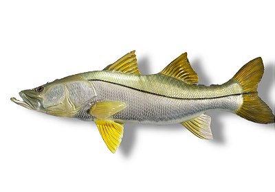 Peixe Robalo de Parede de Resina Ornamental