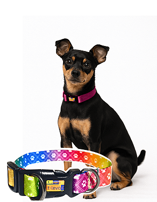 TLEVO- COLEIRA- Poliéster- P- Colorido Patinhas