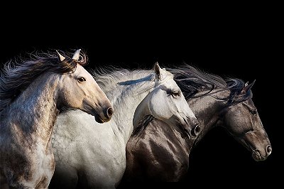 Quadro Cavalo - Trio