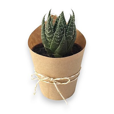 30 Rótulos Kraft para Vaso 06