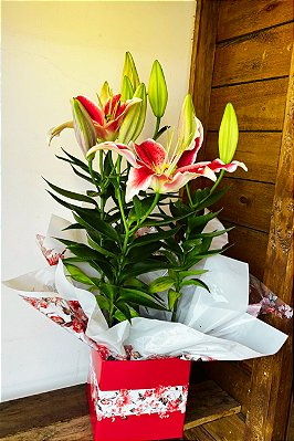 Lírio Pink Plantado Presente