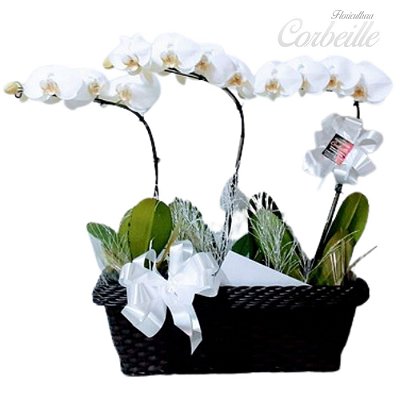 Jardim das Orquídeas Brancas com 3 hastes