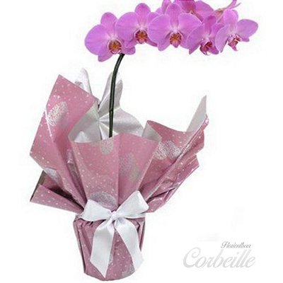 Orquídea pink Phalaenopsis